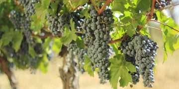 კახეთში რთველი დაიწყო