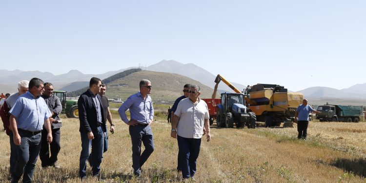 სამცხე-ჯავახეთის რეგიონში, მარცვლეული კულტურების მოსავლის აღება შეუფერხებლად მიმდინარეობს