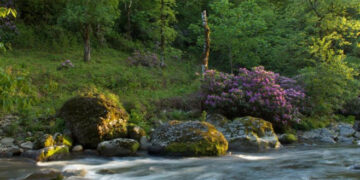 ბორჯომ-ხარაგაულის პარკში ახალი ეკოტურისტული ბილიკი მოეწყობა