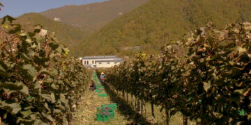 რაჭაში აქტიური რთველია, მოსავლის დაბინავება შეუფერხებლად მიმდინარეობს