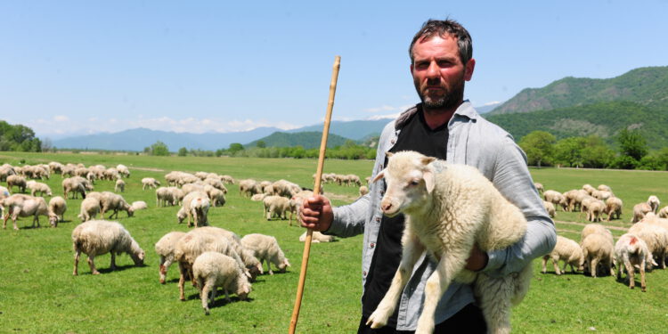 ცხოველთა იდენტიფიკაცია-რეგისტრაციის პროგრამა გასული წლის მუშაობას აჯამებს