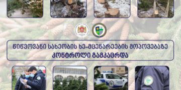 წინასაახალწლოდ  წიწვოვანი სახეობის ხე-მცენარეების მოპოვებაზე კონტროლი გამკაცრდა