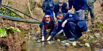 „წითელი ნუსხის” სახეობის მდინარის კალმახის ქვირითით და ლარვით მდინარე სკინტავა, კვერეთულა და ჩიხურა  დათევზიანდა
