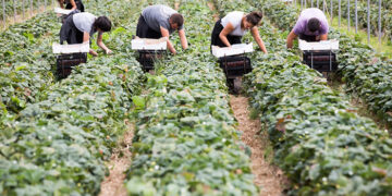 გერმანიაში დასაქმების სამთვიანი პროგრამით წასულ მოქალაქეებს სოცდაუცველის სტატუსი არ მოეხსნებათ