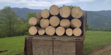 სამცხე-ჯავახეთში ხე-ტყის უკანონო ტრანსპორტირების 5 ფაქტი გამოავლინეს