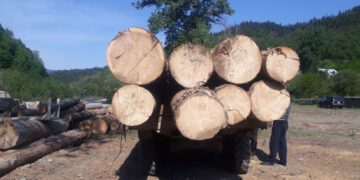 სამცხე-ჯავახეთში ხე-ტყის უკანონო ტრანსპორტირების 7 ფაქტი გამოავლინეს
