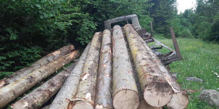გარემოსდაცვითი ზედამხედველობის დეპარტამენტის თანამშრომლებმა, სამცხე-ჯავახეთში უკანონო ტყითსარგებლობის 8 ფაქტი გამოავლინეს
