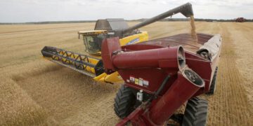 აგვისტოში FAO-ს სურსათის ფასების ინდექსი გაიზარდა, ხორბლის, შაქრისა და პალმის ზეთის ხარჯზე