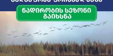 ნადირობის სეზონის განმავლობაში, გარემოსდაცვითი ზედამხედველობის დეპარტამენტი 24 საათიან კონტროლს განახორციელებს