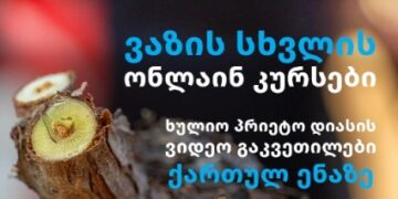 ვაზის სხვლის უახლესი მეთოდების შესახებ ონლაინ სასწავლო ვიდეო კურსები ახლა უკვე ქართულ ენაზეა ხელმისაწვდომი