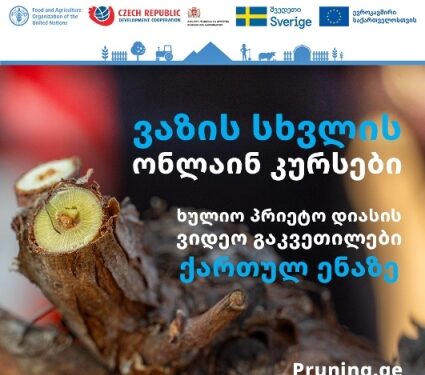 ვაზის სხვლის უახლესი მეთოდების შესახებ ონლაინ სასწავლო ვიდეო კურსები ახლა უკვე ქართულ ენაზეა ხელმისაწვდომი