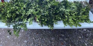 გარემოსდაცვითი ზედამხედველობის დეპარტამენტის თანამშრომლებმა ბზის უკანონო მოპოვებისა და ტრანსპორტირების 4 ფაქტი გამოავლინეს