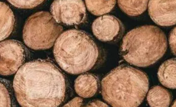 ბორჯომის მუნიციპალიტეტის მერიამ საშეშე მერქნის შესაძენად 104 800 ლარის დაფინანსება გასცა