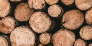 ბორჯომის მუნიციპალიტეტის მერიამ საშეშე მერქნის შესაძენად 104 800 ლარის დაფინანსება გასცა