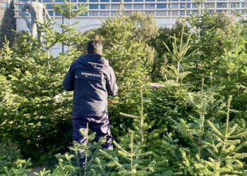 გარემოს დაცვითი ზედამხედველობის დეპარტამენტი წიწვოვანი ხე-მცენარეების მოპოვებაზე, ტრანსპორტირებასა და რეალიზაციაზე კონტროლს ამკაცრებს