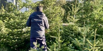 გარემოს დაცვითი ზედამხედველობის დეპარტამენტი წიწვოვანი ხე-მცენარეების მოპოვებაზე, ტრანსპორტირებასა და რეალიზაციაზე კონტროლს ამკაცრებს